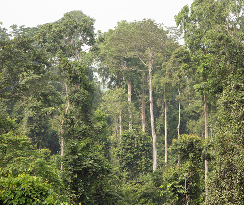 Celebrating the fruits of the EU-Ghana partnership on illegal logging