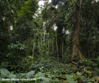 Cameroon: The EU and international actors must help communities defend their ancestral forests