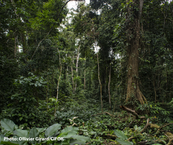 Cameroon: The EU and international actors must help communities defend their ancestral forests