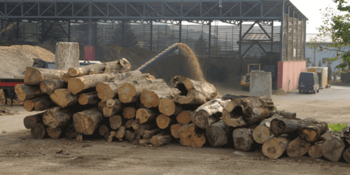 Forest Watch 243 - March 2019