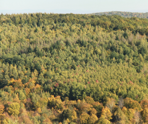 International calls to protect Romanian and Ukrainian forests