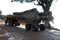 Greater enforcement of EU Timber Regulation will help improve forest governance
