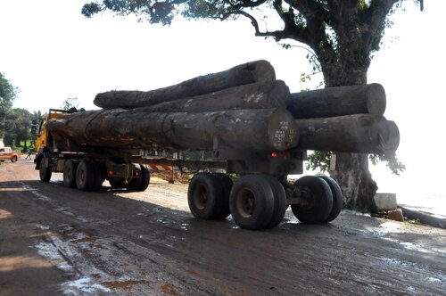 Greater enforcement of EU Timber Regulation will help improve forest governance