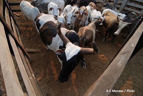 Mercosur: Don’t sacrifice our food standards and tropical forests for trade