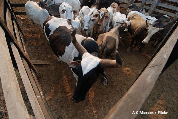 Mercosur: Don’t sacrifice our food standards and tropical forests for trade