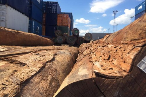 Forest Crimes in Antwerp