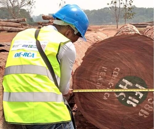 CAR: Independent Forest Monitors are making a comeback