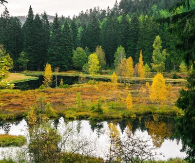 Nature: a cheaper, more effective climate and ecosystem solution