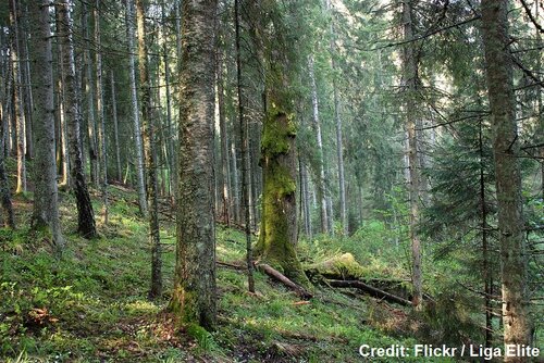 European Commission faces major hurdle to protect and restore forests