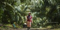 Forest Watch 255 - May 2020