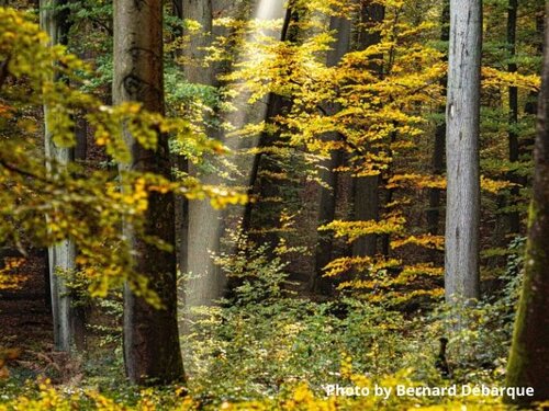 France’s forest strategy: fighting to end the climate crisis or to increase logging?