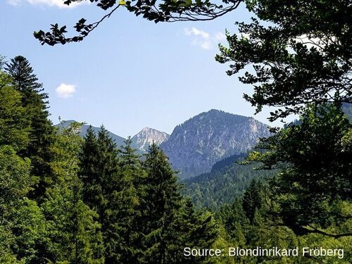 German forests: Climate change is not the only problem