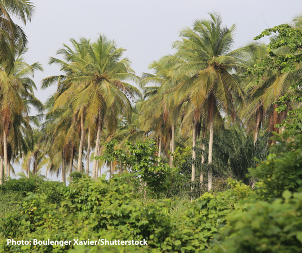 The newest FLEGT agreement signed! Celebrating the EU-Côte d’Ivoire forest agreement