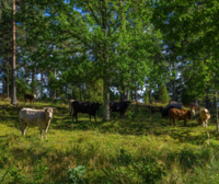 What the outcome of Strategic Dialogue on the Future of EU Agriculture means for forests