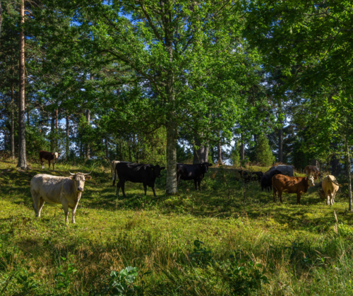 What the outcome of Strategic Dialogue on the Future of EU Agriculture means for forests