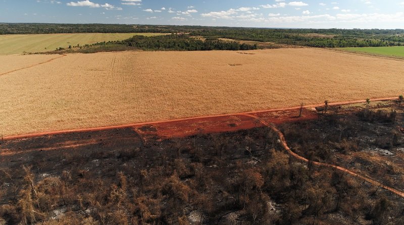 Agriculture field in Paraguay